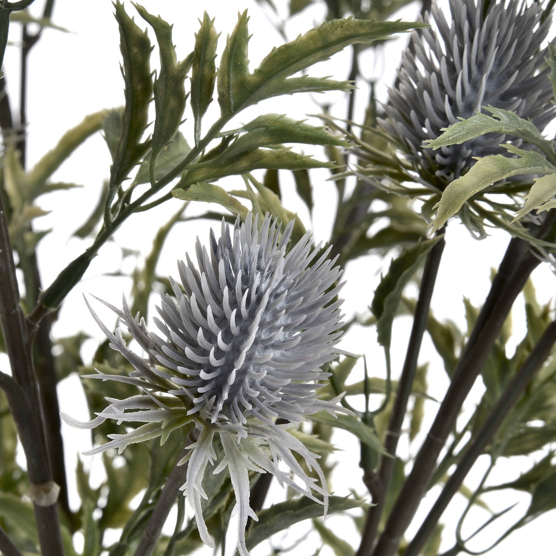 Skandi London Eryngium Blue Thistle - Skandi London