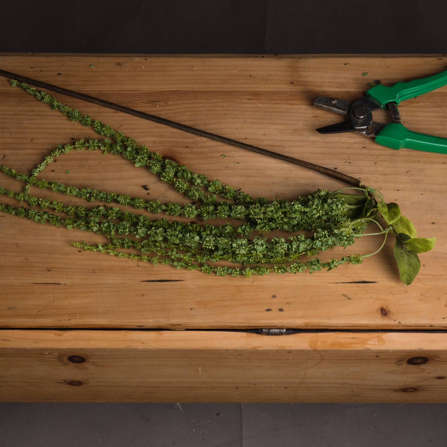Skandi London Green Amaranthus - Skandi London