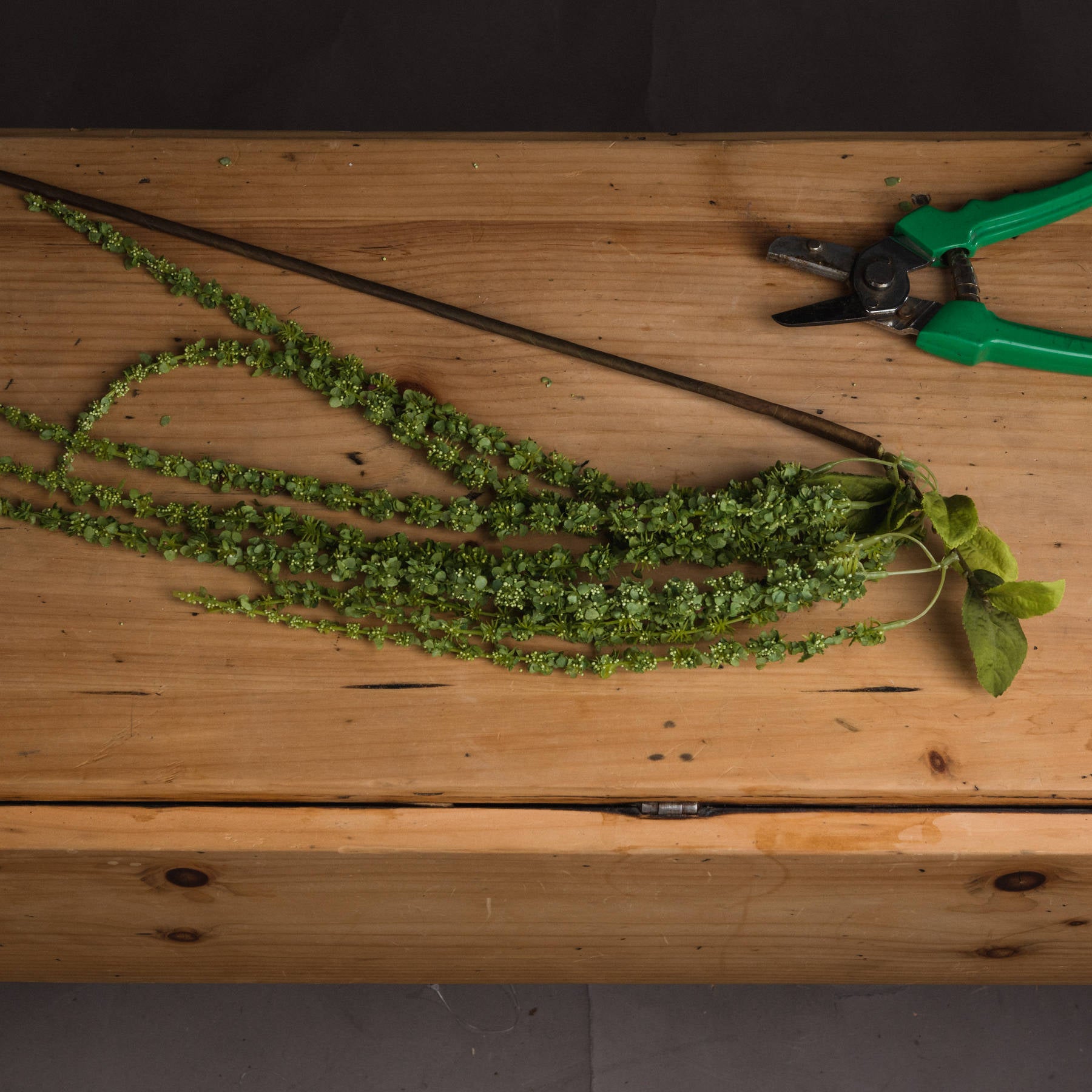Skandi London Green Amaranthus - Skandi London