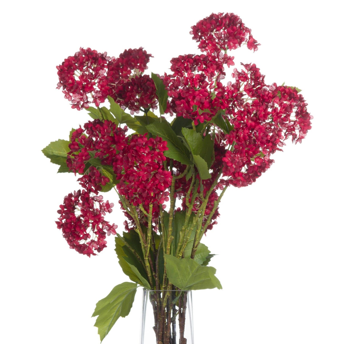 Skandi London Red Autumnal Viburnum - Skandi London