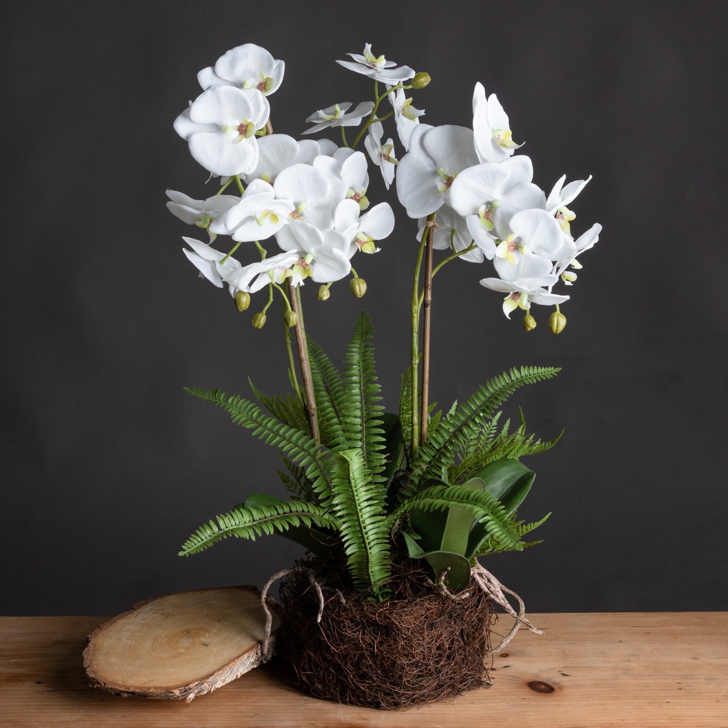 Skandi London Large White Orchid And Fern Garden In Rootball - Skandi London