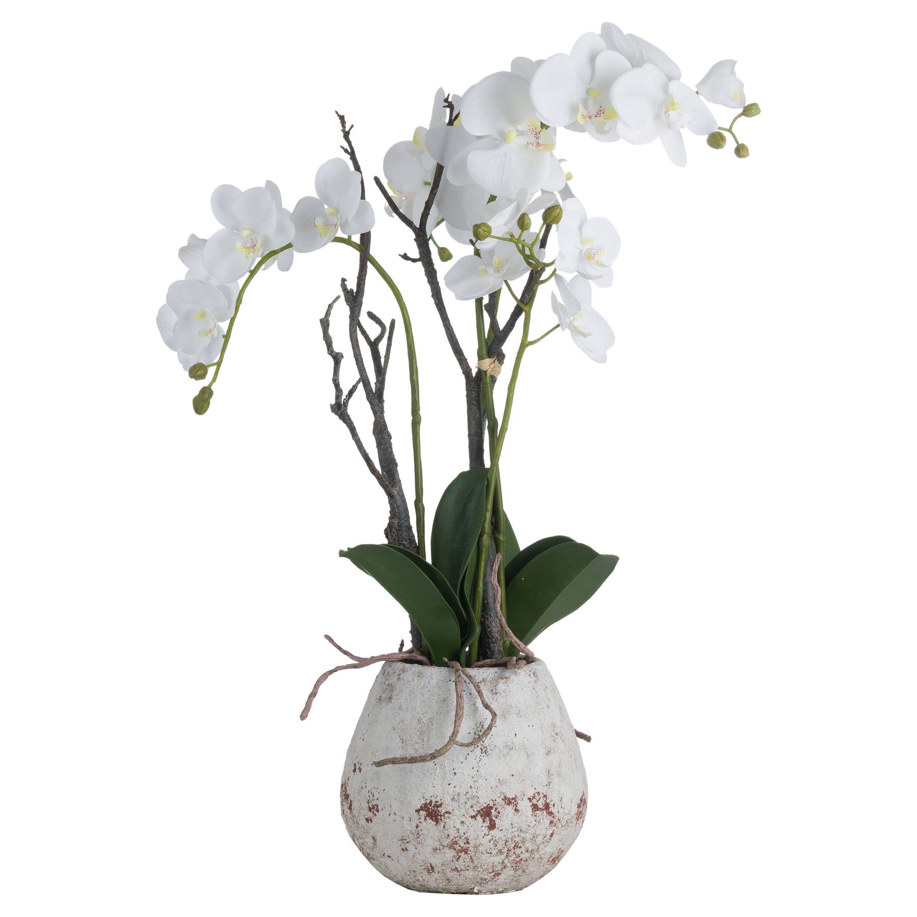 Skandi London White Orchid In Stone Pot - Skandi London