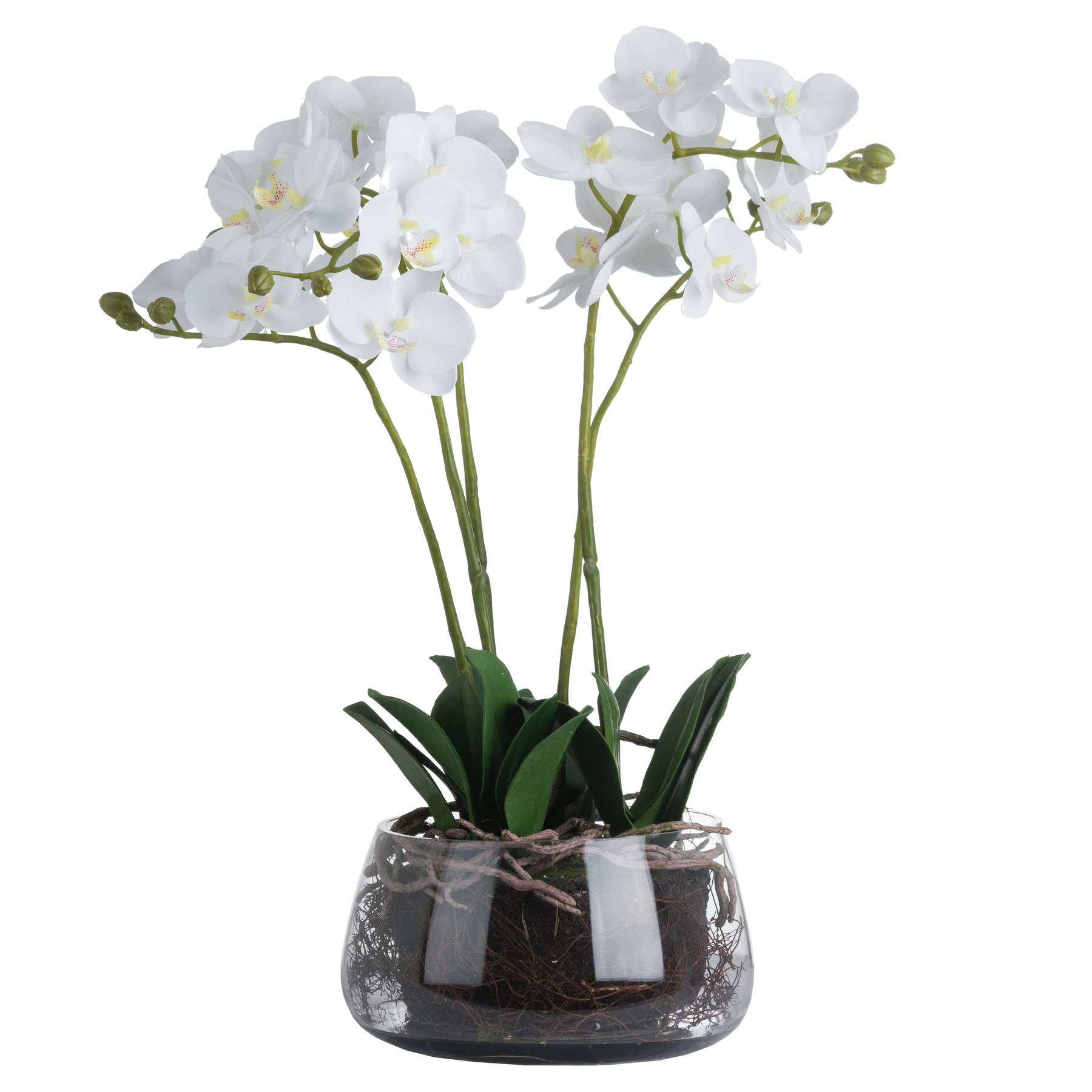 Skandi London White Orchid In Glass Pot - Skandi London