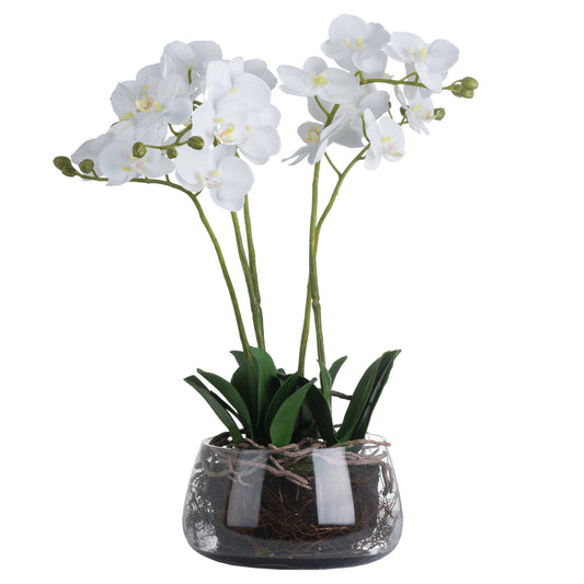 Skandi London White Orchid In Glass Pot - Skandi London