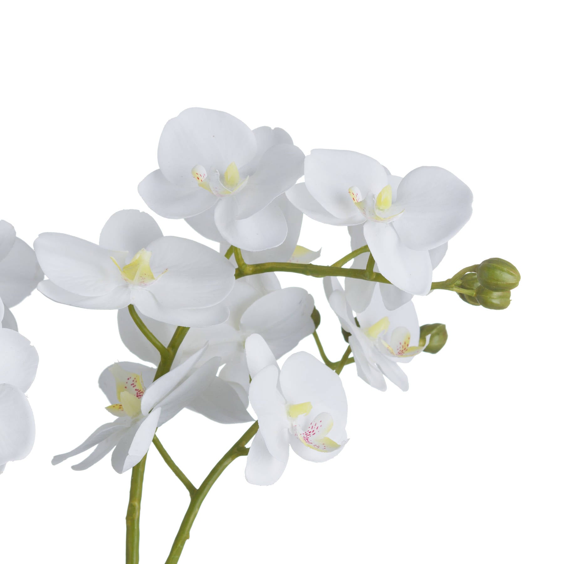Skandi London White Orchid In Glass Pot - Skandi London