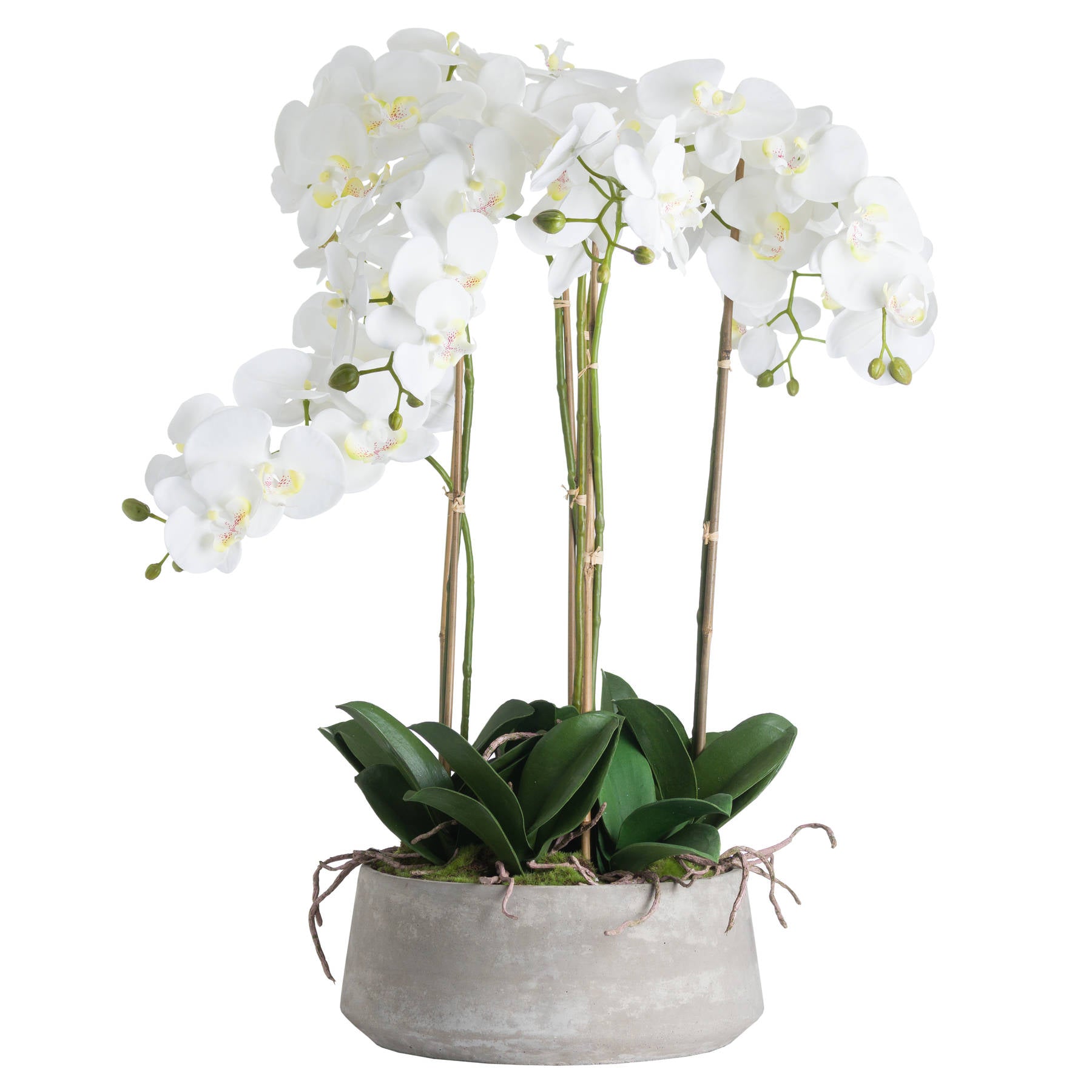 Skandi London Large White Orchid In Stone Pot - Skandi London