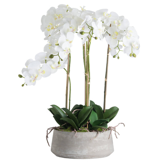 Skandi London Large White Orchid In Stone Pot - Skandi London