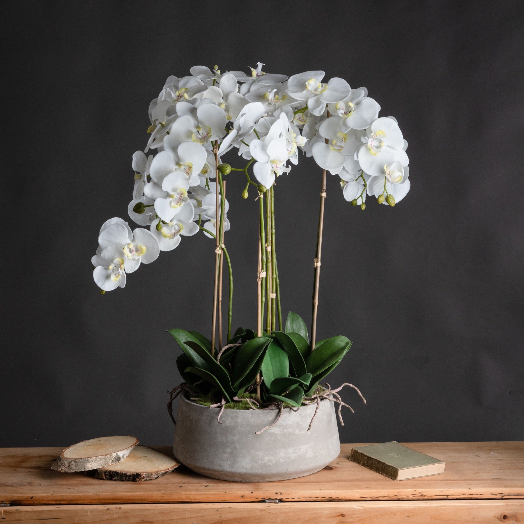Skandi London Large White Orchid In Stone Pot - Skandi London