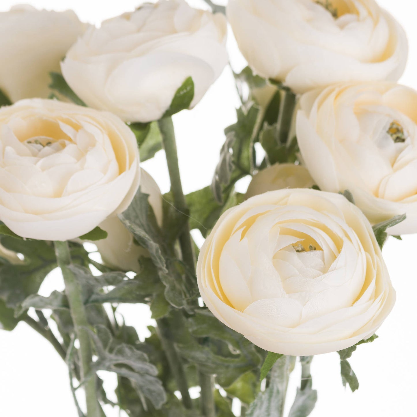 Skandi London Soft Cream Ranunculus - Skandi London
