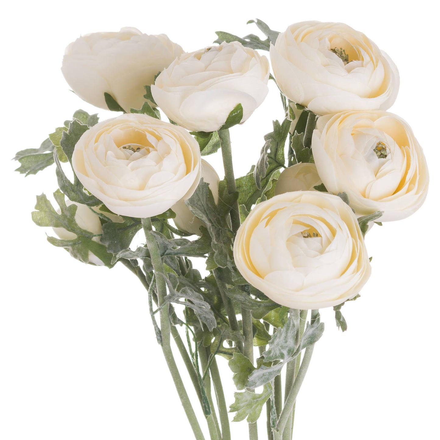 Skandi London Soft Cream Ranunculus - Skandi London