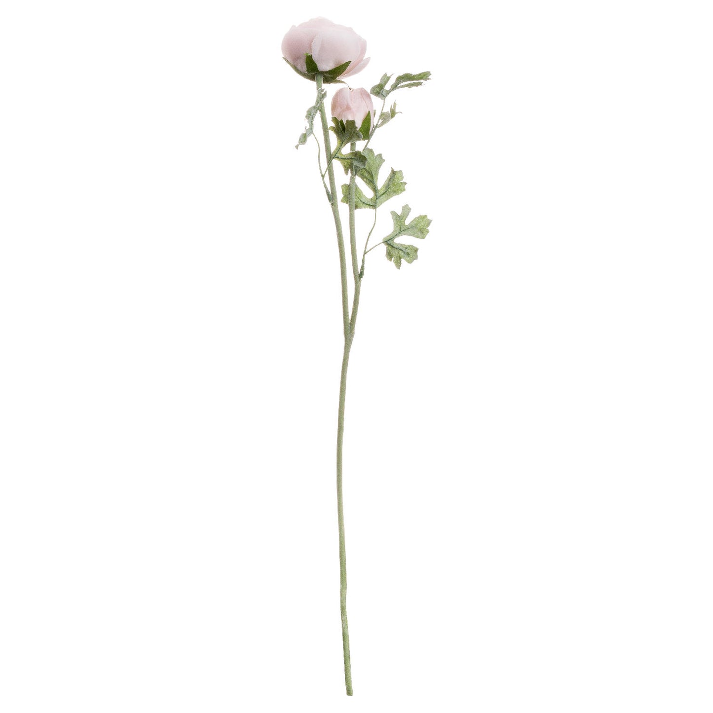 Skandi London Pastel Pink Ranunculus - Skandi London
