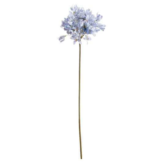 Skandi London Light Blue Large Headed Agapanthus - Skandi London