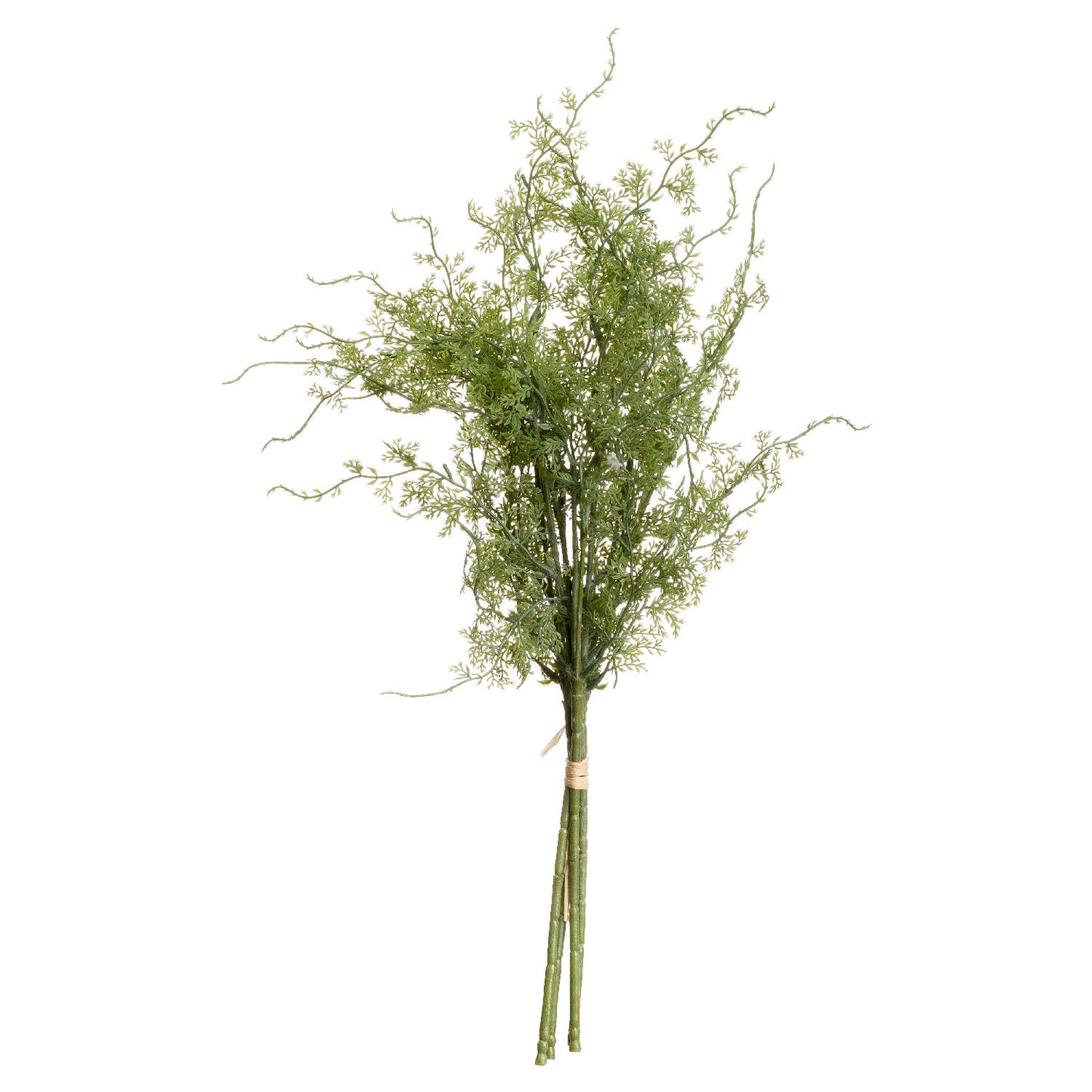 Skandi London Asparagus Fern Bunch - Skandi London