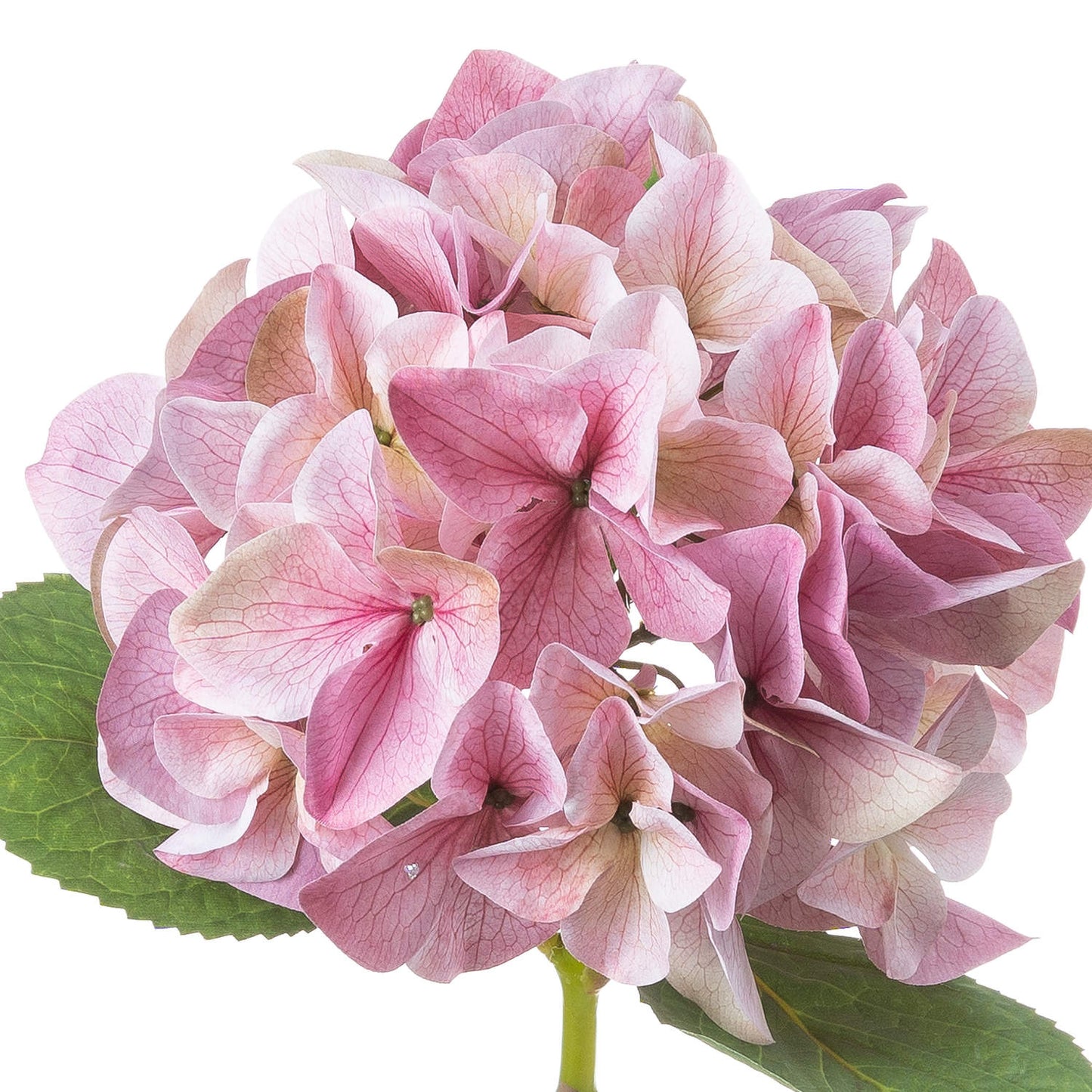 Skandi London Shabby Pink Single Hydrangea - Skandi London