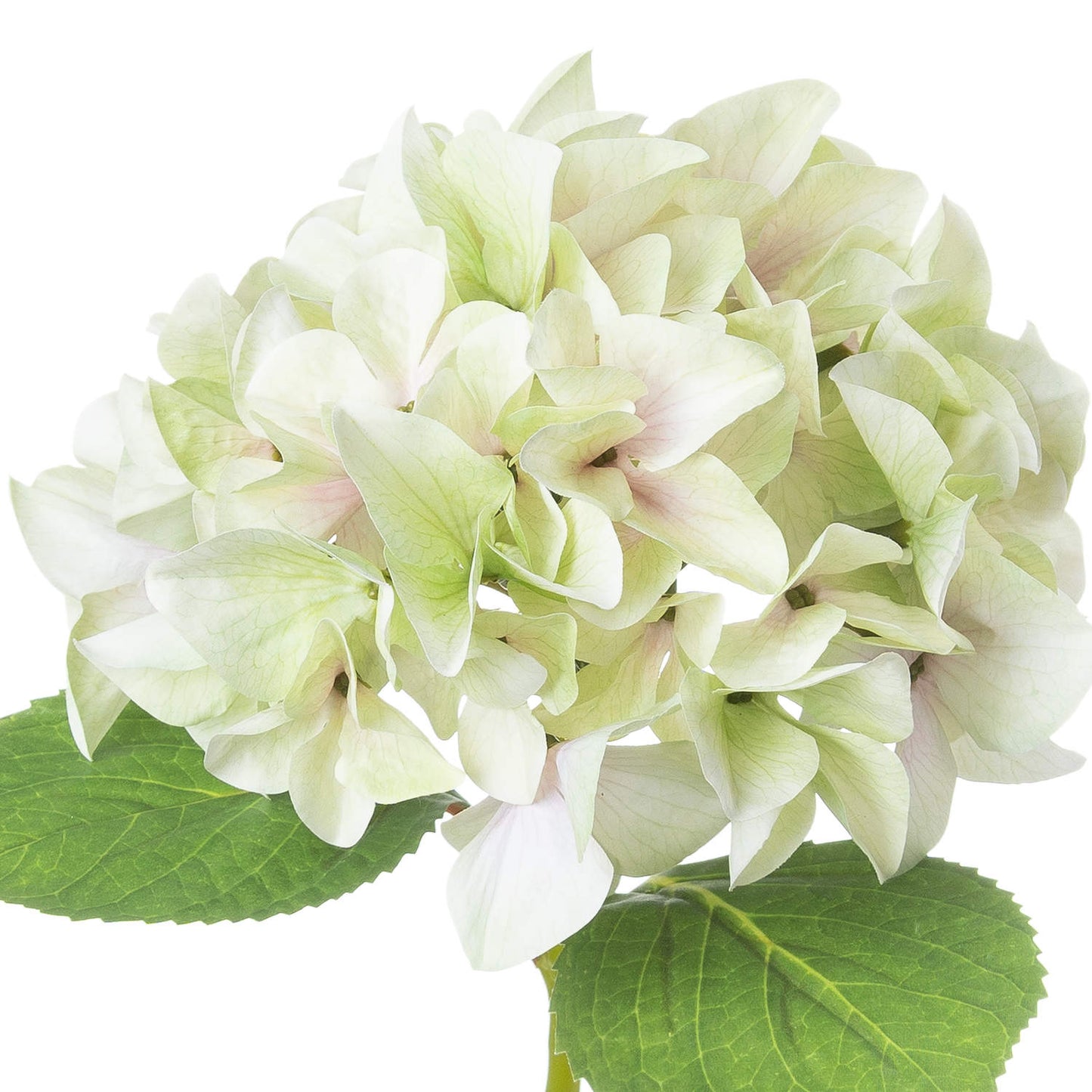 Skandi London Shabby Green Single Hydrangea - Skandi London