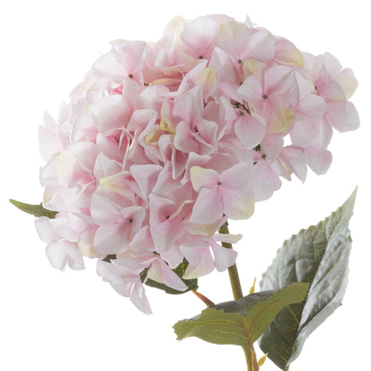 Skandi London Giant Pink Hydrangea - Skandi London