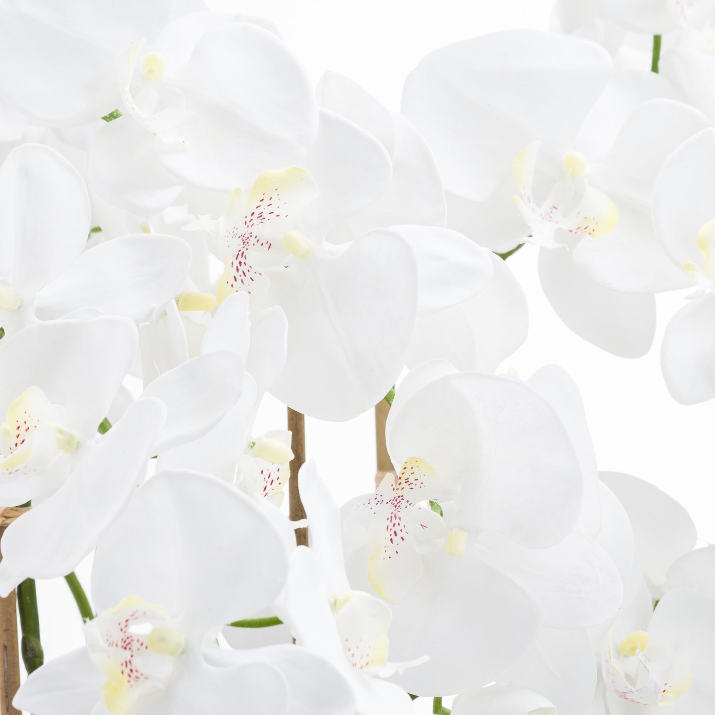 Skandi London Large White Tall Orchid In Glass Pot - Skandi London