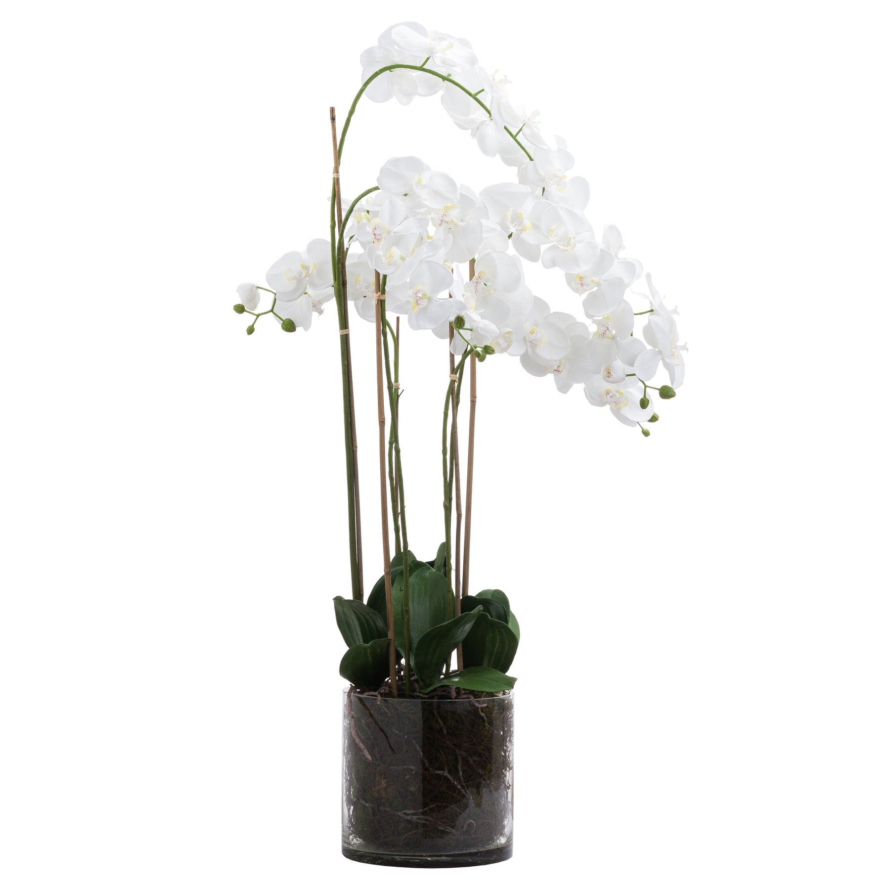 Skandi London Large White Tall Orchid In Glass Pot - Skandi London