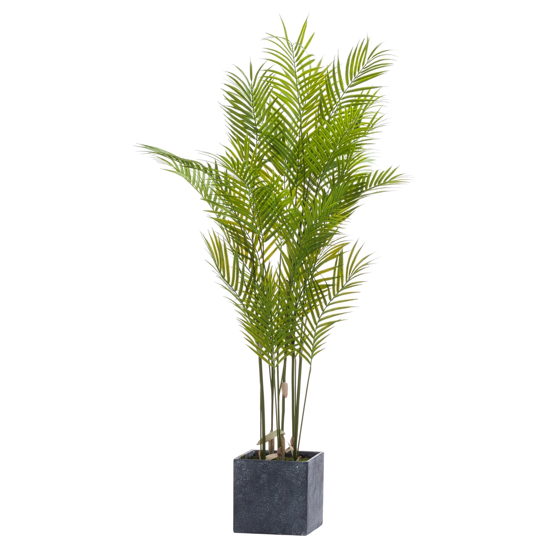 Skandi London Large Paradise Potted Palm - Skandi London