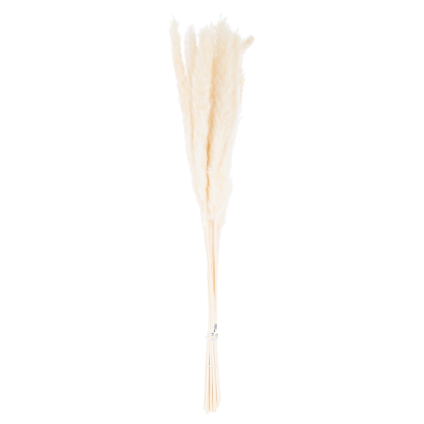 Skandi London Mini White Pampas Grass Bunch Of 15 - Skandi London