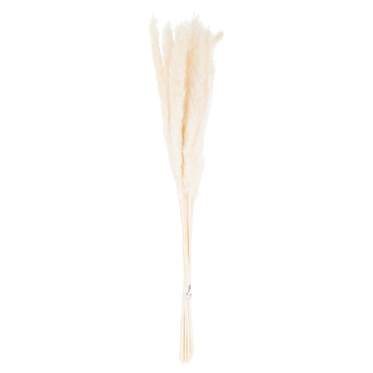 Skandi London Mini White Pampas Grass Bunch Of 15 - Skandi London