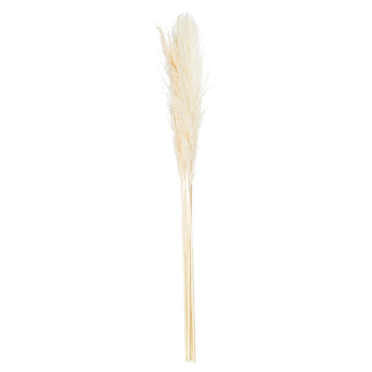 Skandi London Cream Pampas Grass Stem - Skandi London