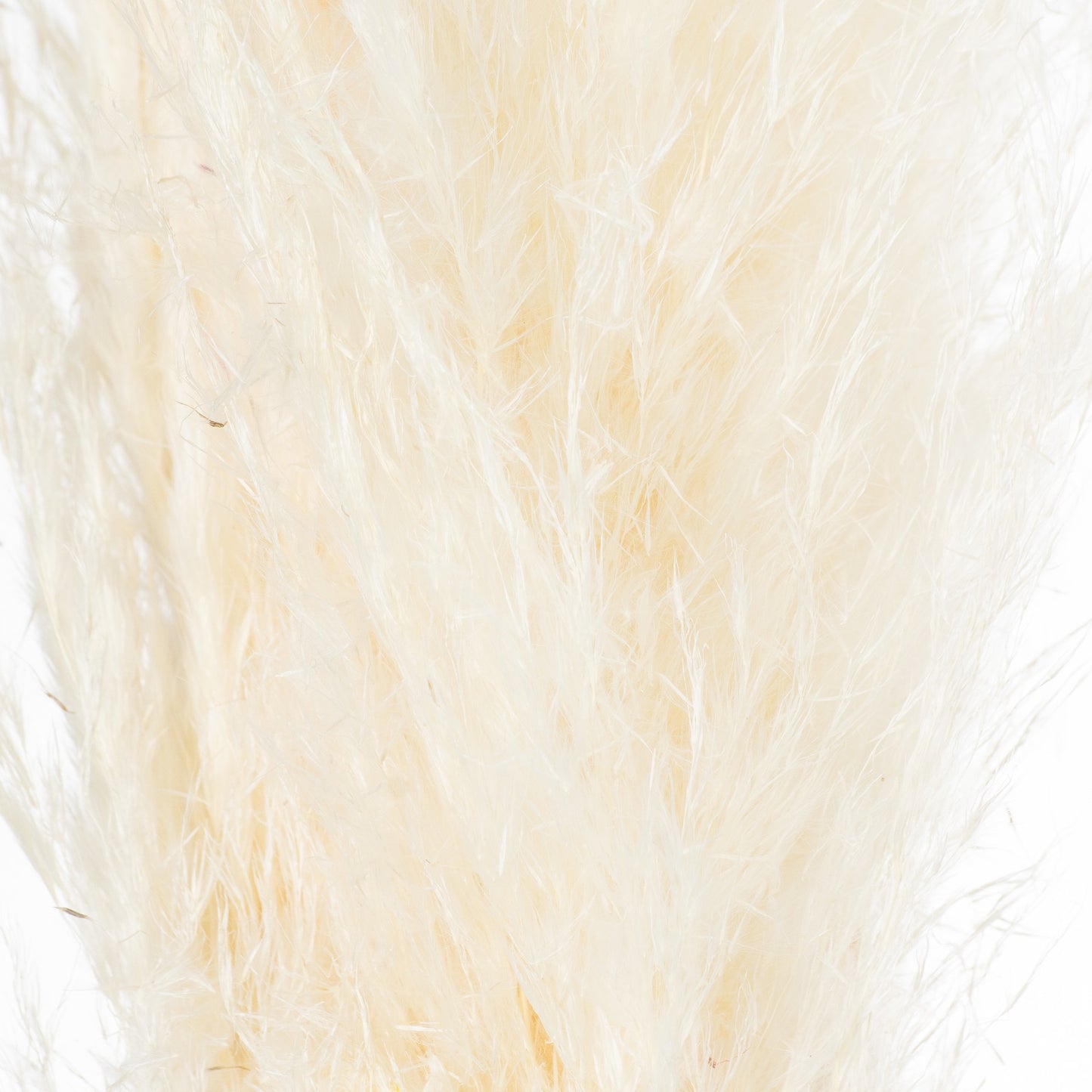 Skandi London Cream Pampas Grass Stem - Skandi London