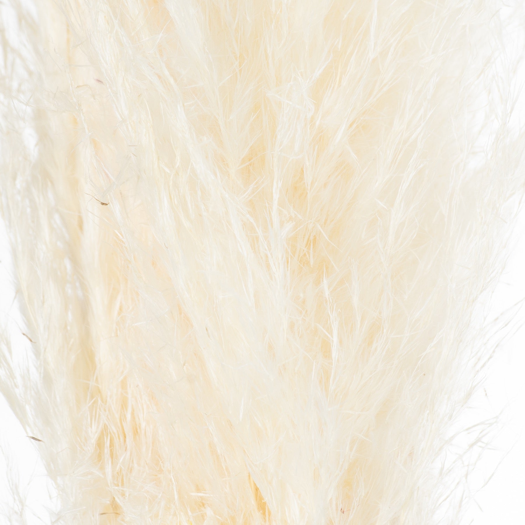 Skandi London Cream Pampas Grass Stem - Skandi London