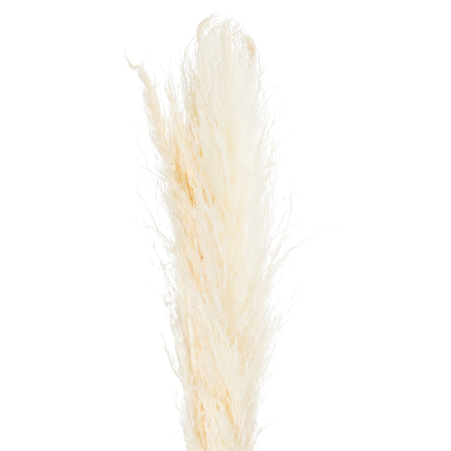 Skandi London Cream Pampas Grass Stem - Skandi London