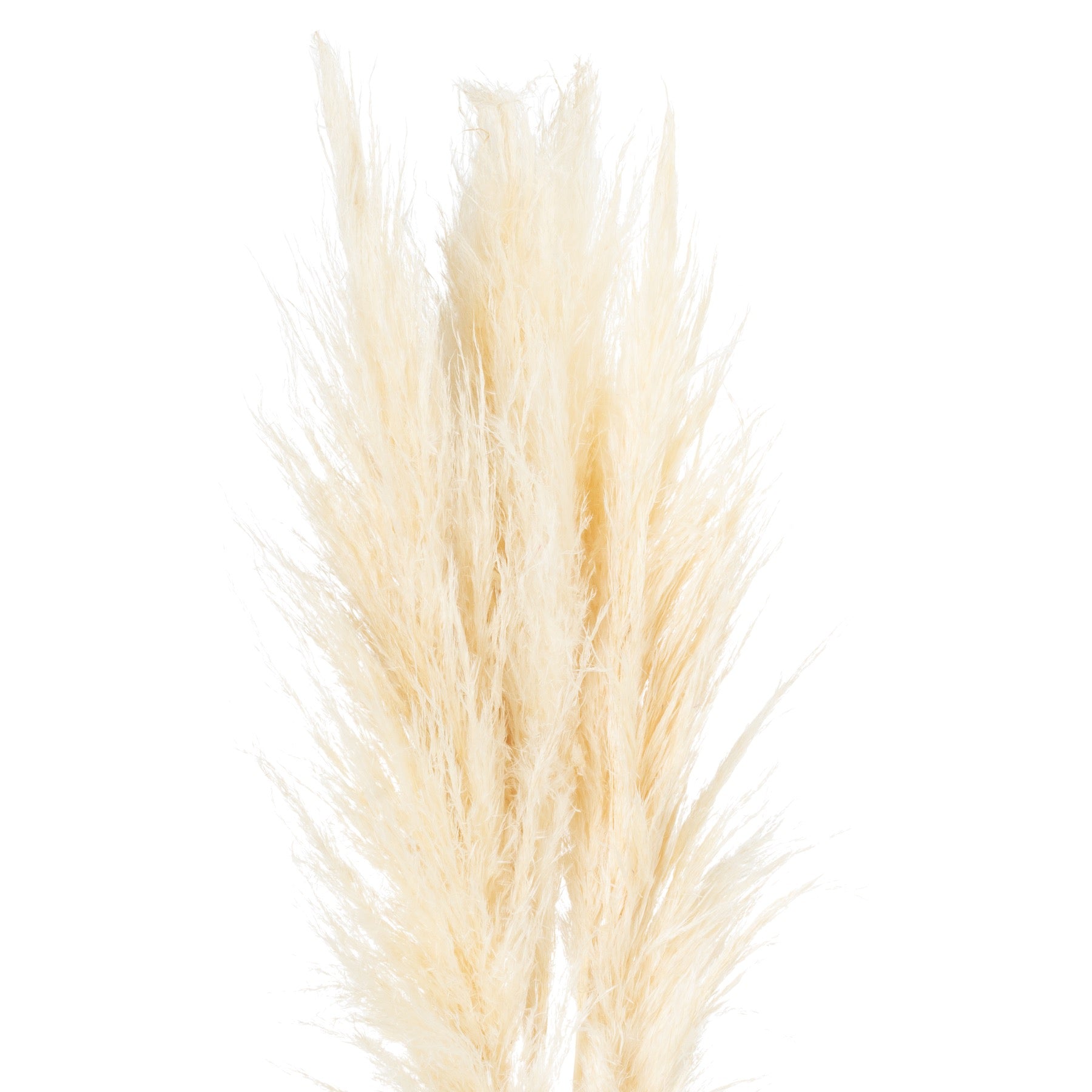 Skandi London Cream Pampas Grass Stem - Skandi London