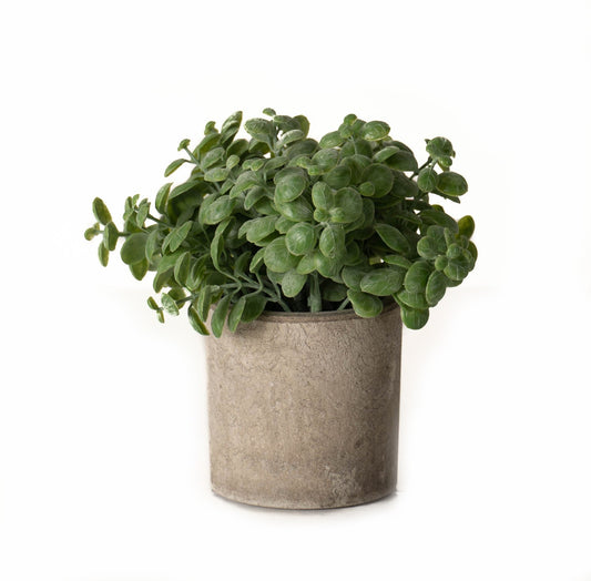 Skandi London Basil Plant In Stone Effect Pot - Skandi London