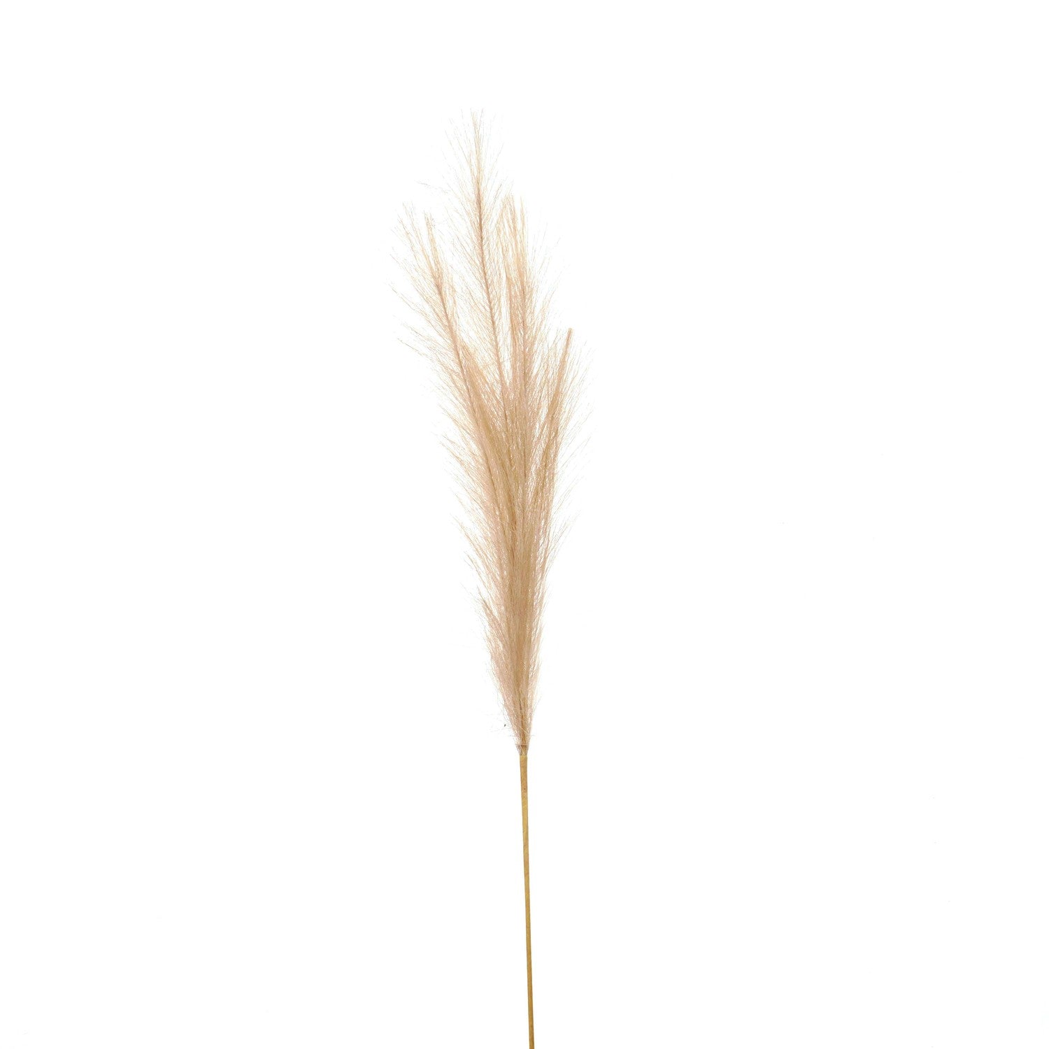 Skandi London Bleached Faux Pampas Grass Stem - Skandi London