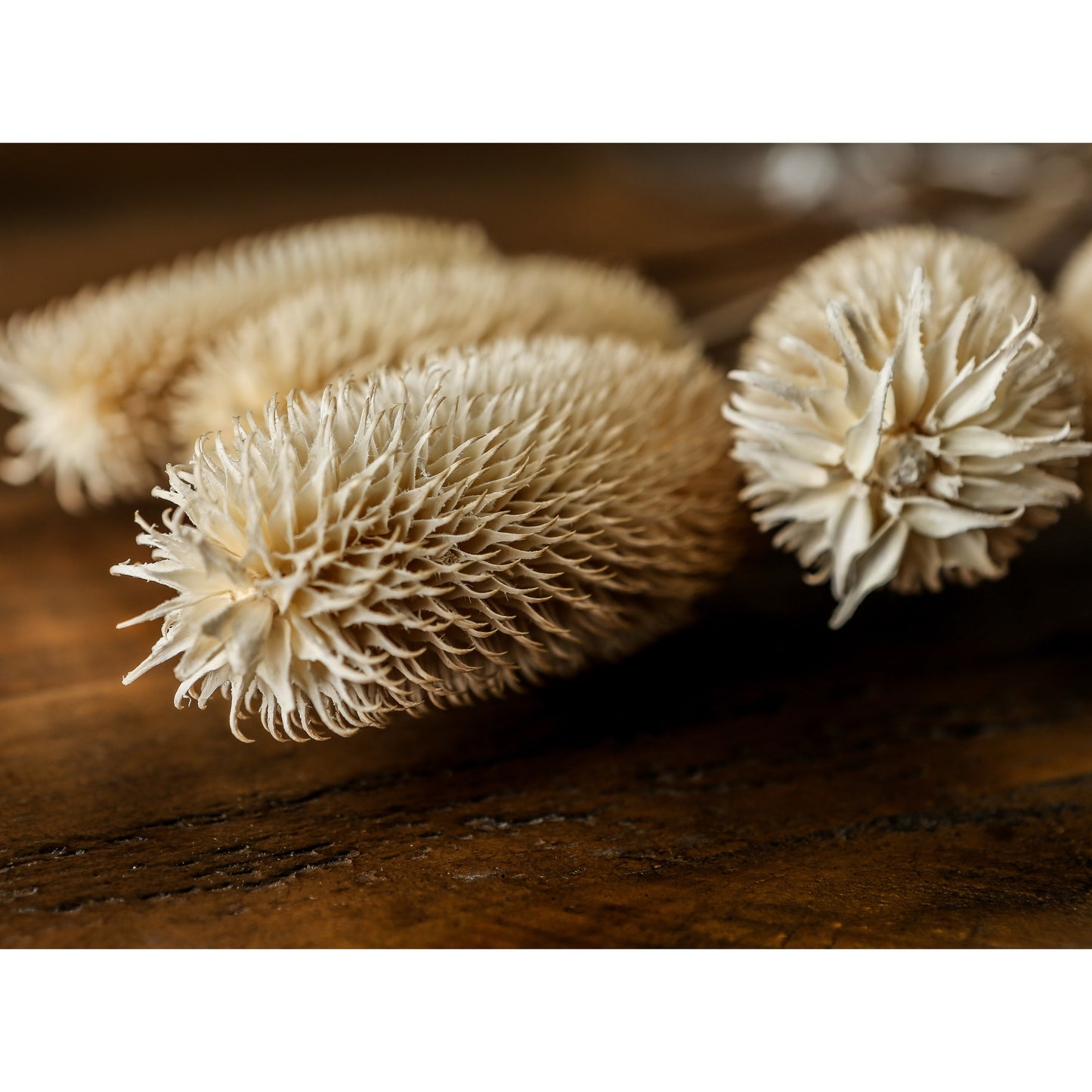Skandi London Bouquet Of Dried Tall Thistle - Skandi London