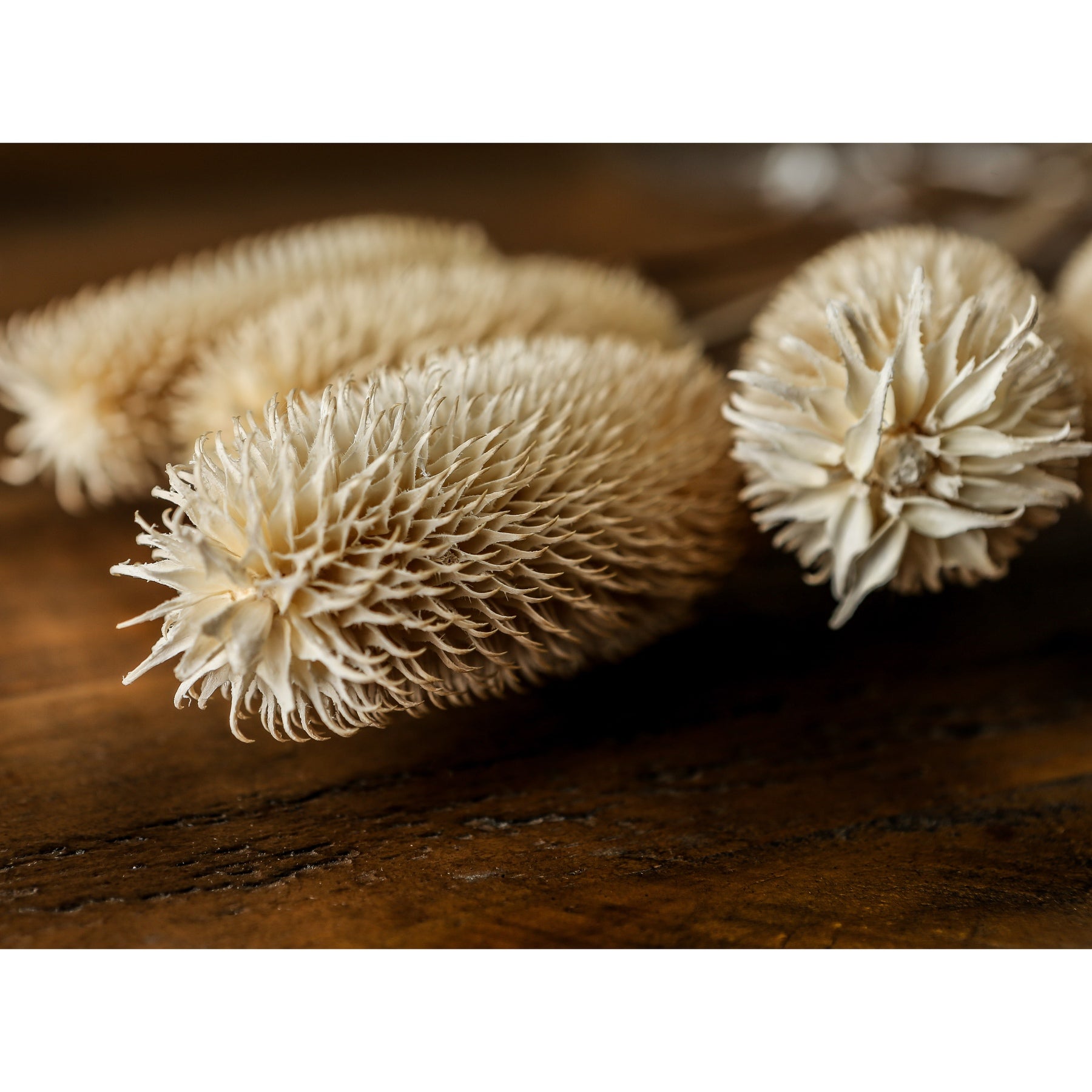 Skandi London Bouquet Of Dried Tall Thistle - Skandi London