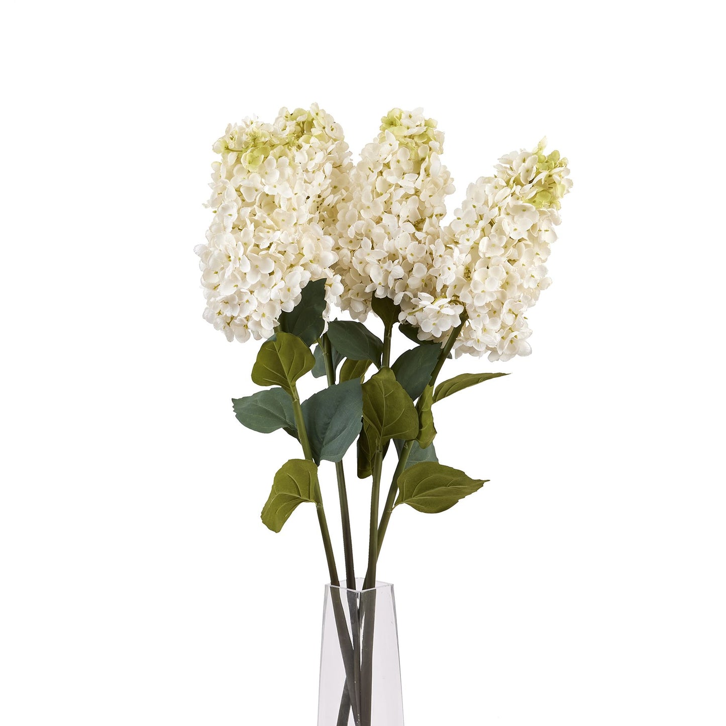 Skandi London White Spear Hydrangea - Skandi London