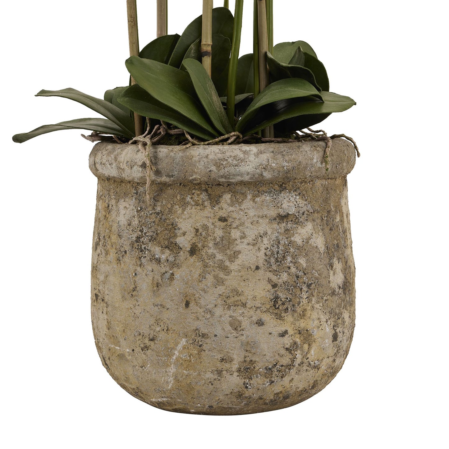 Skandi London Large White Orchid In Antique Stone Pot - Skandi London