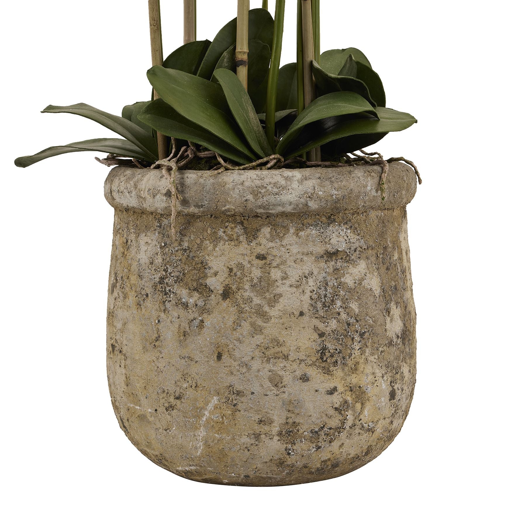 Skandi London Large White Orchid In Antique Stone Pot - Skandi London