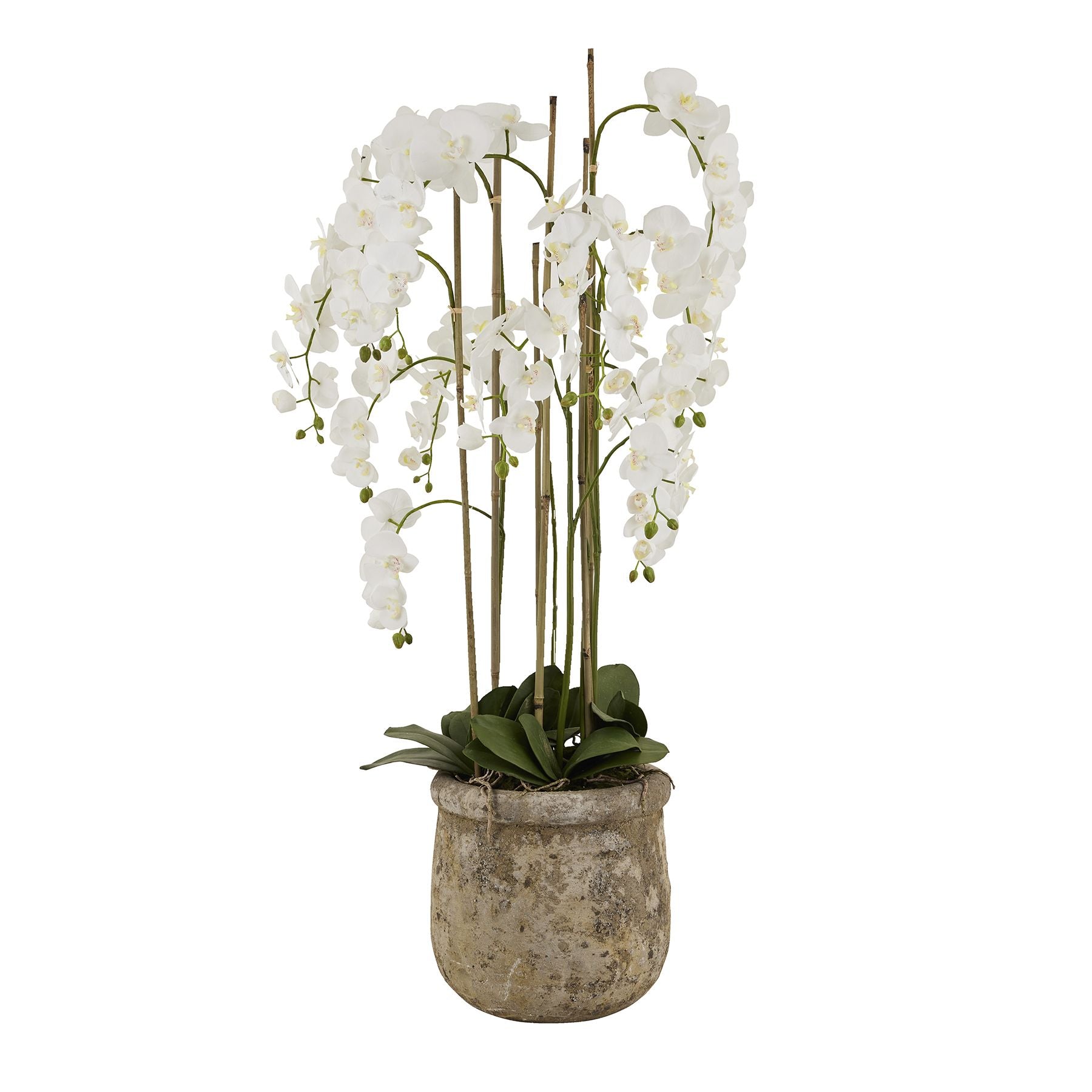 Skandi London Large White Orchid In Antique Stone Pot - Skandi London