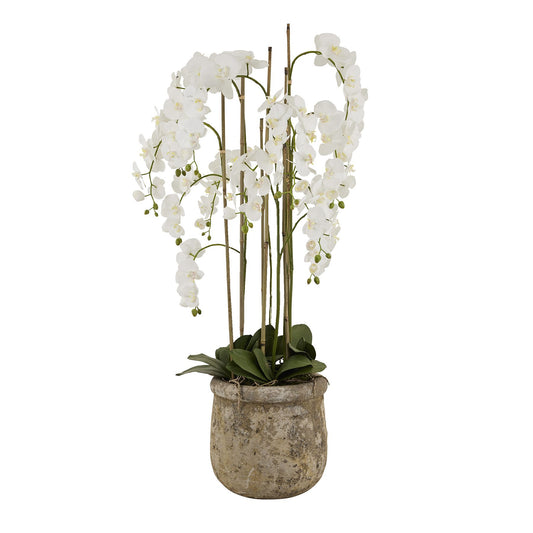 Skandi London Large White Orchid In Antique Stone Pot - Skandi London