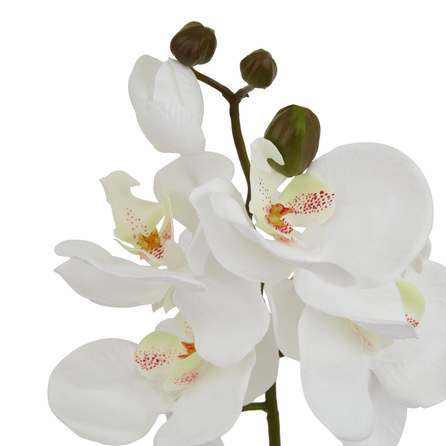 Skandi London White Butterfly Orchid Stem - Skandi London