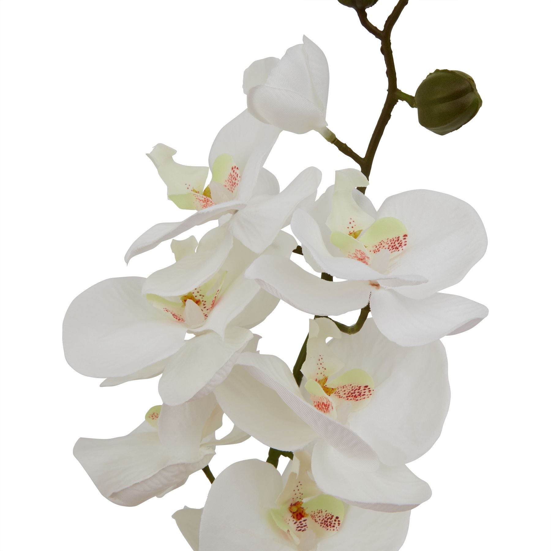 Skandi London Large White Butterfly Orchid Stem - Skandi London