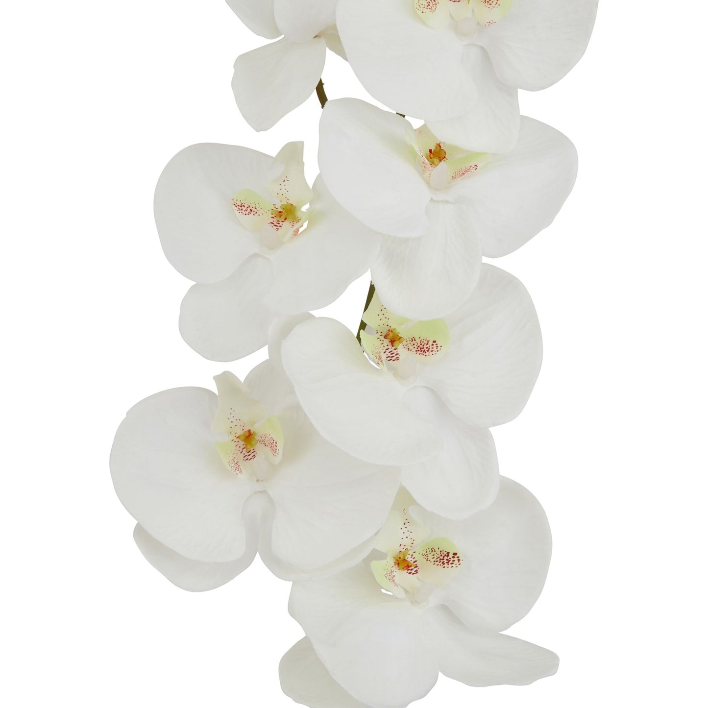 Skandi London Tall White Butterfly Orchid Stem - Skandi London