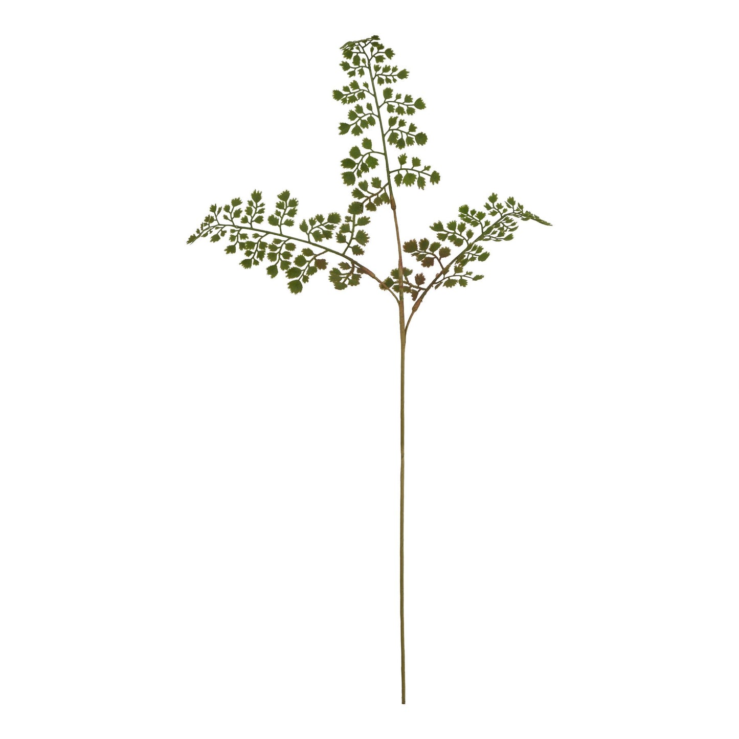 Lund Natural Garden Collection Maidenhair Fern Stem - Skandi London