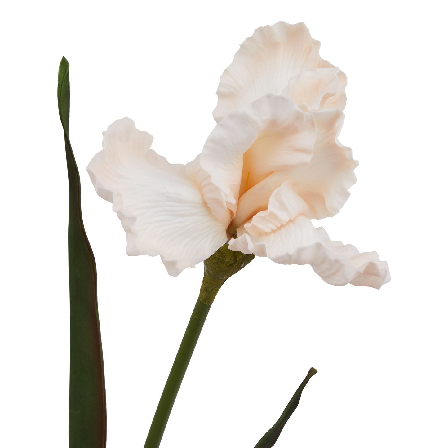 Lund Natural Garden Collection Pale Apricot Fringed Iris - Skandi London