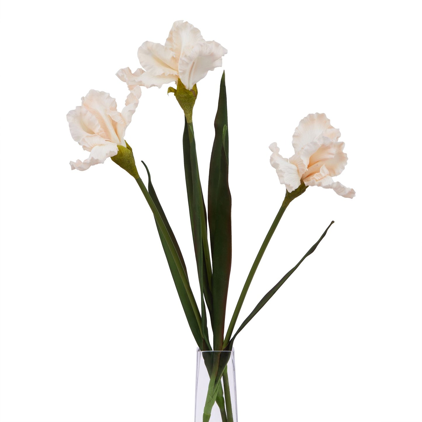 Lund Natural Garden Collection Pale Apricot Fringed Iris - Skandi London
