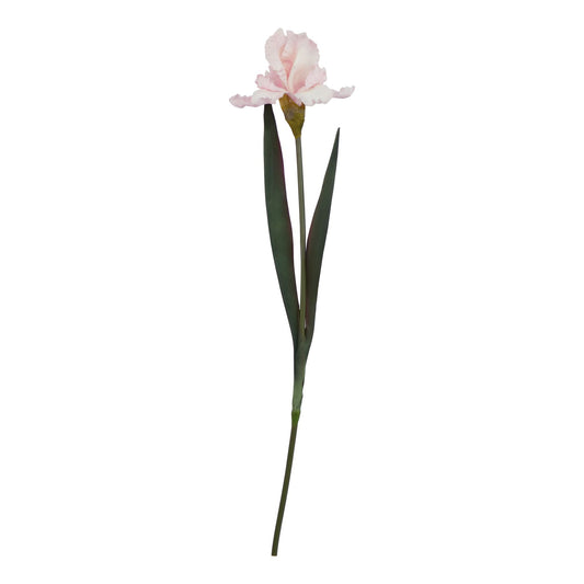 Lund Natural Garden Collection Pale Pink Fringed Iris - Skandi London