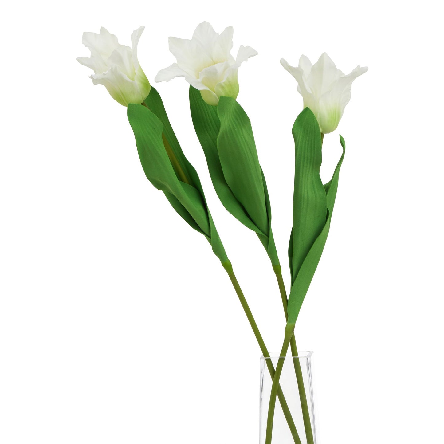 Lund Natural Garden Collection White Parrot Tulip - Skandi London