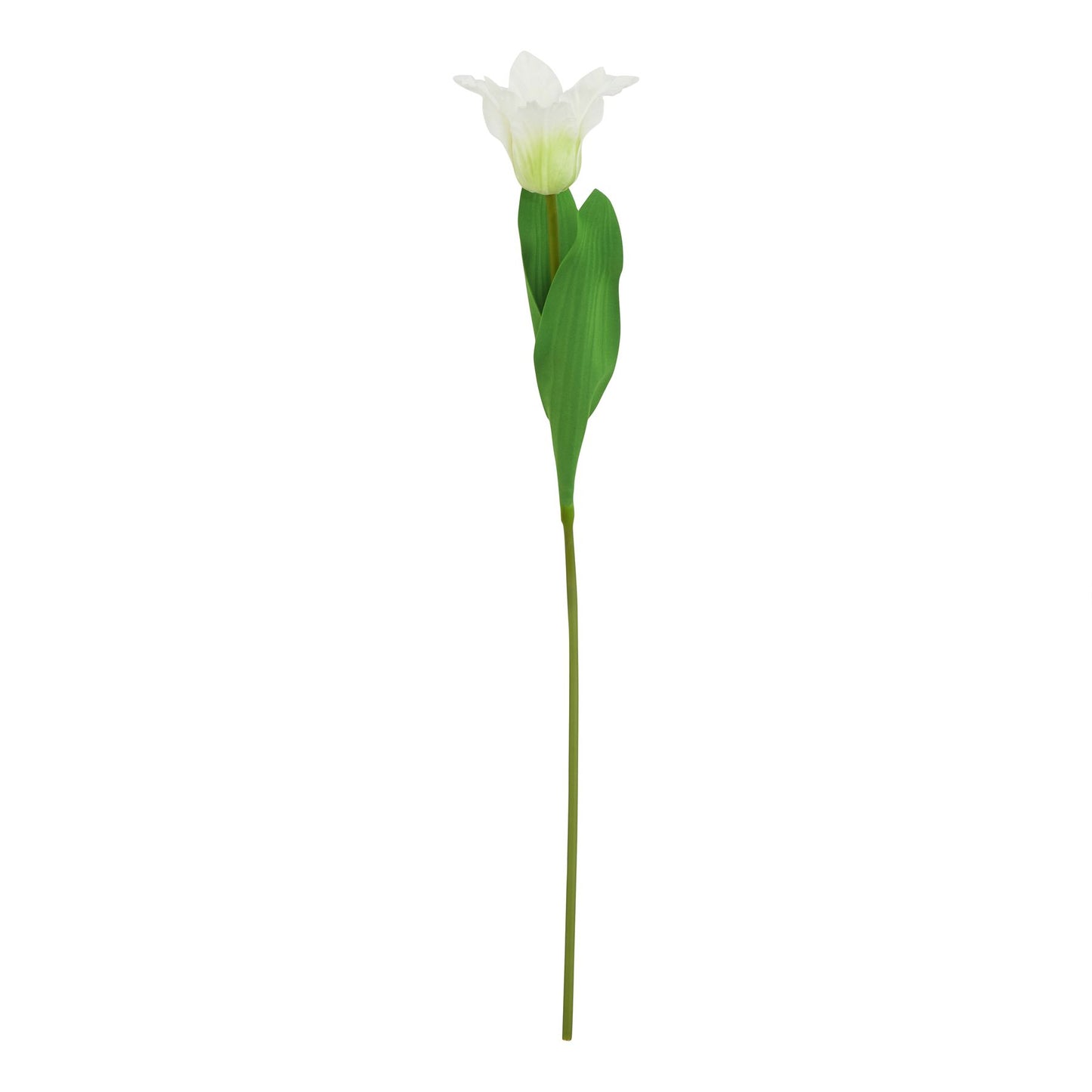 Lund Natural Garden Collection White Parrot Tulip - Skandi London