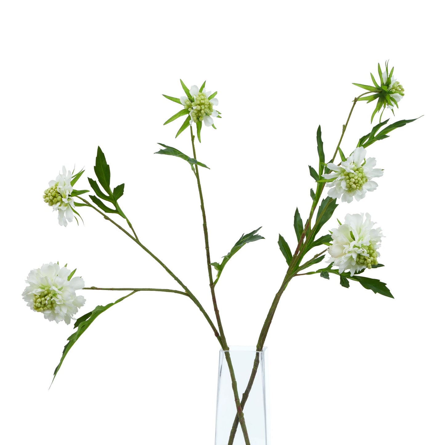 Lund Natural Garden Collection White Scabious Stem - Skandi London
