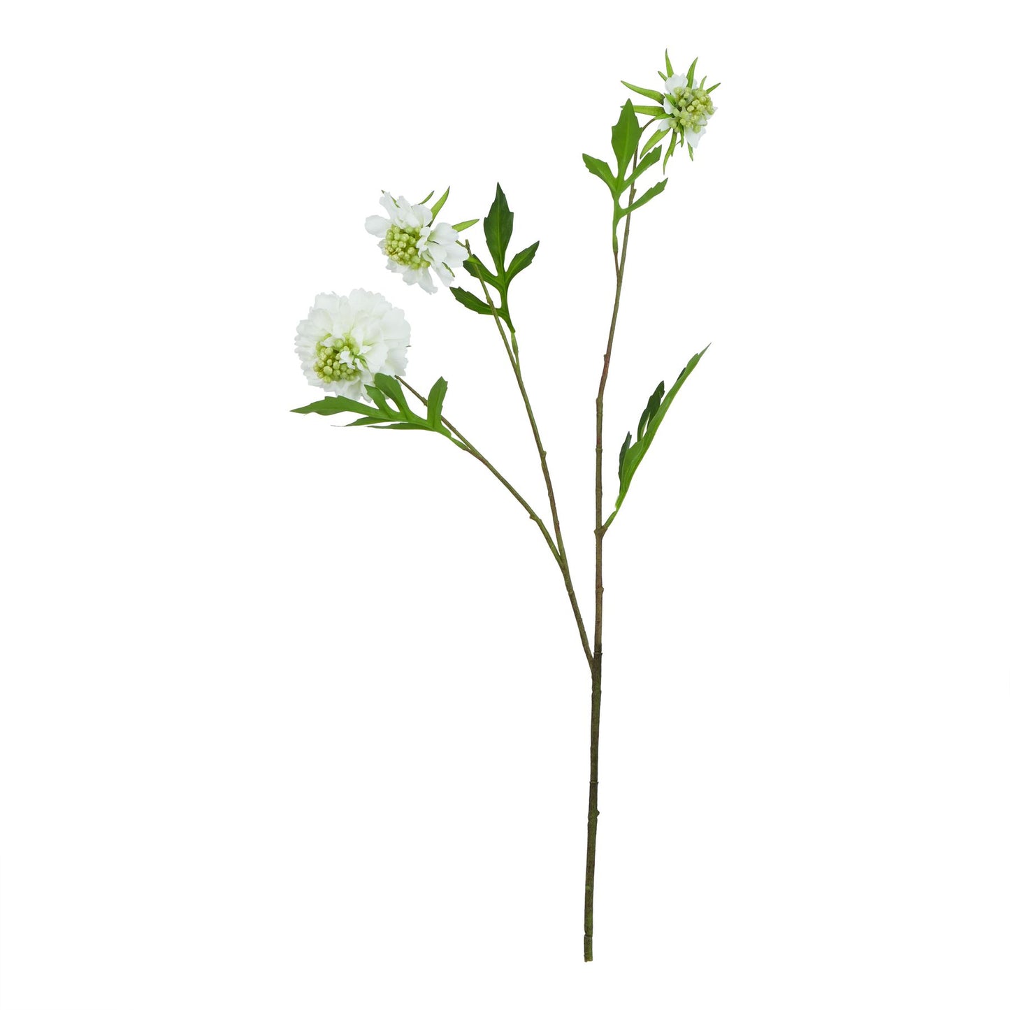 Lund Natural Garden Collection White Scabious Stem - Skandi London